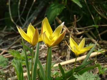 Tulipa urumiensis bestellen